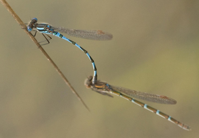 Austrolestes annulosus